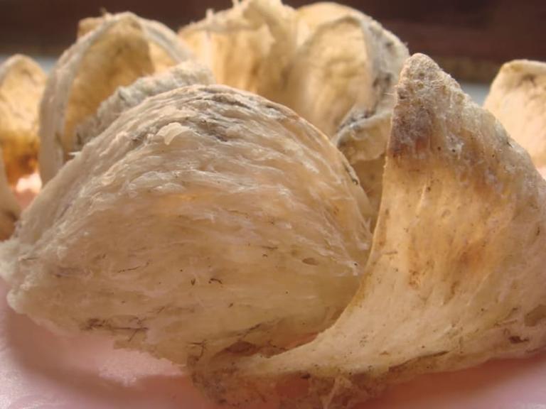 Ai không nên ăn yến sào